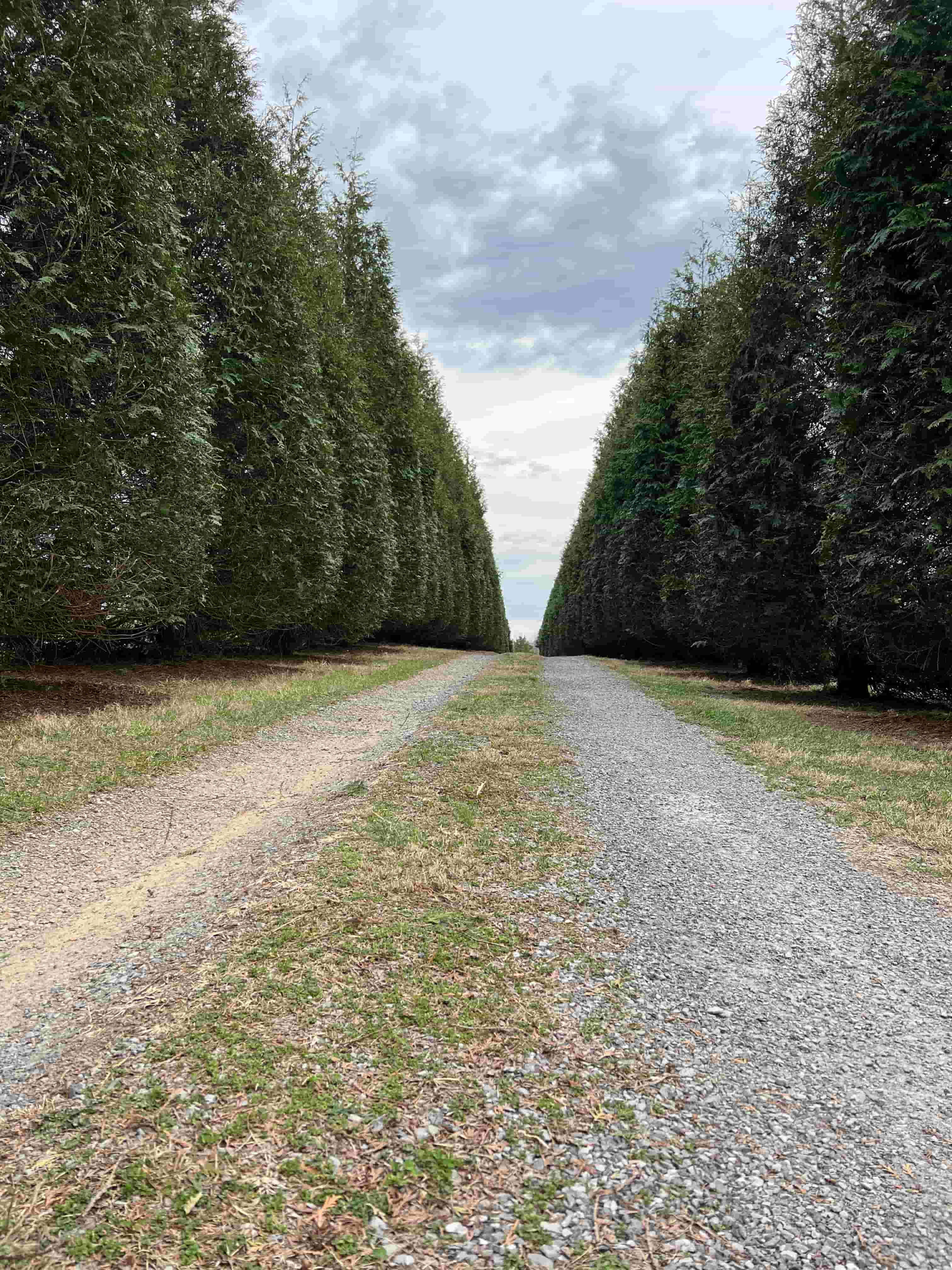 Tree trimming and overgrowth cleanup